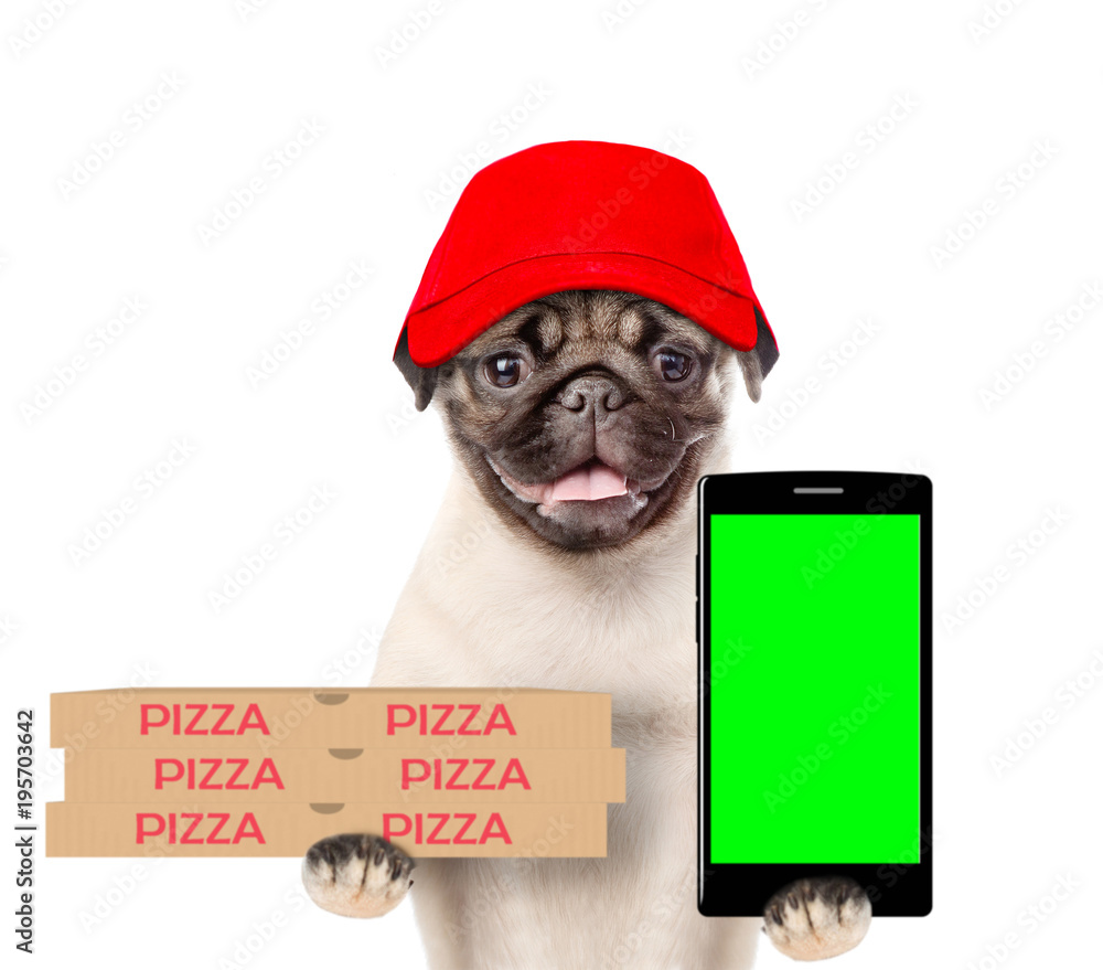 Poster funny pizza elivery dog in red cap with pizza boxes and smartphone. isolated on white background