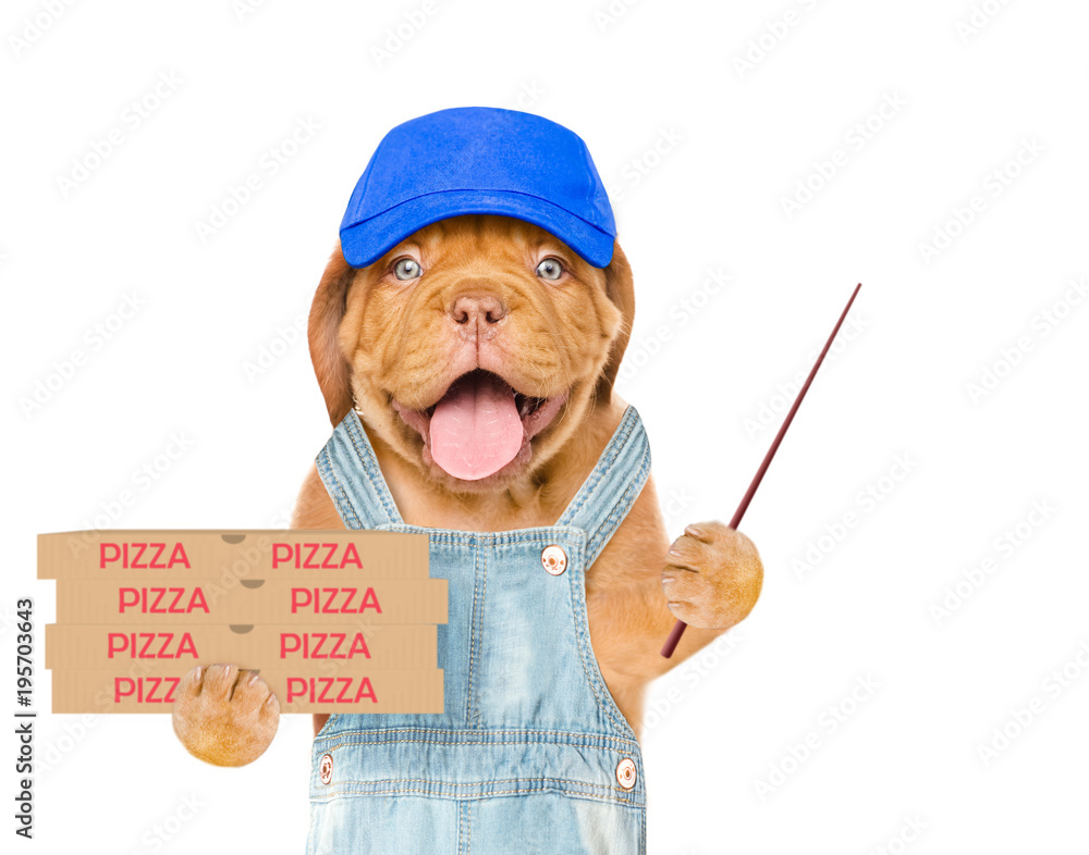 Poster funny pizza delivery dog in blue cap with pizza boxes and pointing stick. isolated on white backgrou