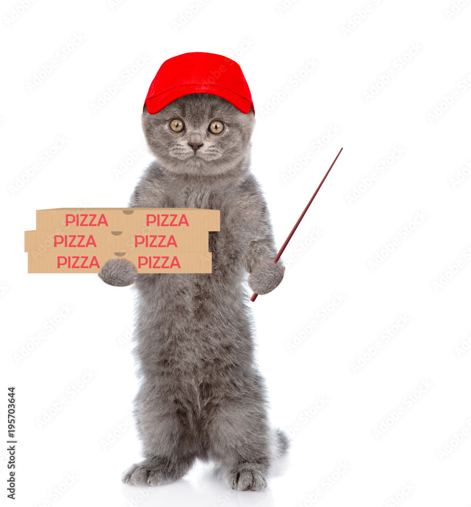 Poster Funny pizza delivery cat in red cap with pizza boxes and pointing stick. isolated on white background