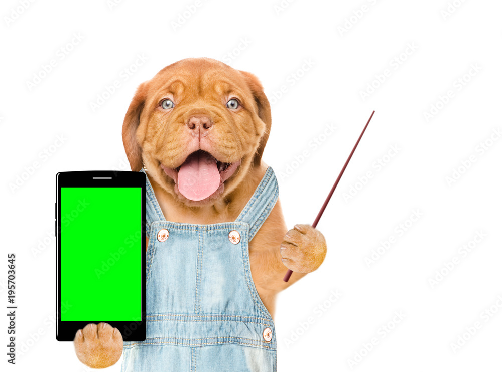 Poster funny dog with smartphone and pointing stick. isolated on white background