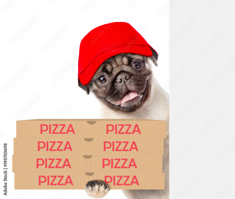 Poster pizza delivery dog in red cap with pizza boxes above white banner. isolated on white background
