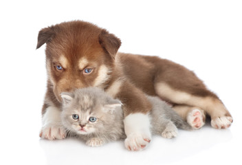 Red Siberian Husky puppy lying with scottish kitten. isolated on white background