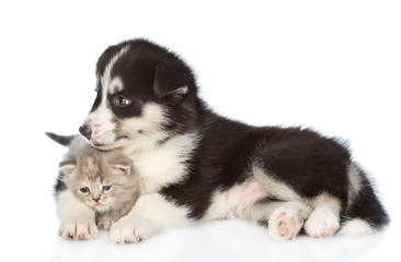 Husky puppy hugging scottish kitten. isolated on white background