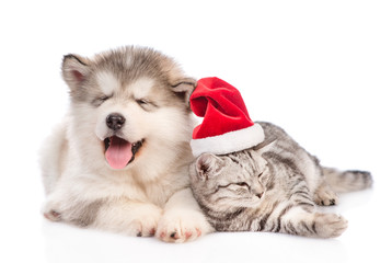 Fototapeta premium Alaskan malamute puppy lying with tabby cat in red christmas hat. isolated on white background