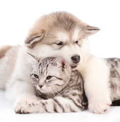 Obraz premium Bliska alaskan malamute szczeniaka obejmującego kota. na białym tle