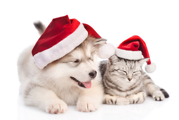 Fototapeta na wymiar Alaskan malamute puppy and tabby cat in red christmas hats. isolated on white background