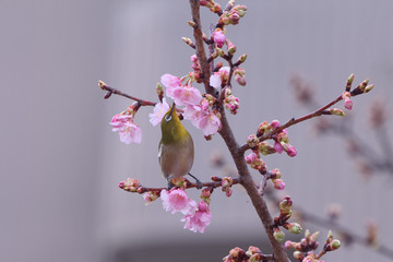 メジロと河津桜