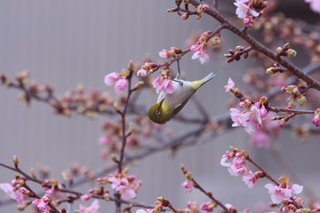 メジロと河津桜
