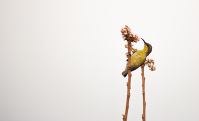 yellow hummingbird