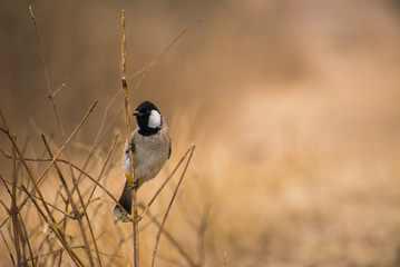 bulbul