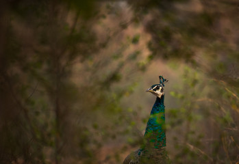 nature frame
