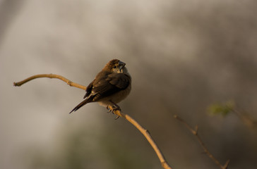 silver bill 