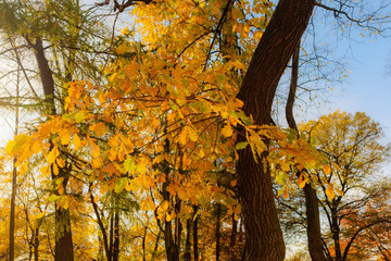 oak branches with autumn foliage