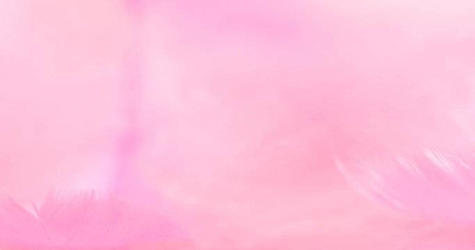 Extremely close up a soft pink feather as dreamy ,softness , fresh and romance concept , 4K Dci resolution