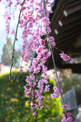 Tokyo,Japan-March 10, 2018: Pink Ume blossom or Plum blossom, harbinger of the arrival of spring in Japan 