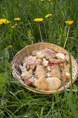 Czech easter gingerbread in wicker basket in the garden with yellow flowering dandelions flowers, comical bunnies