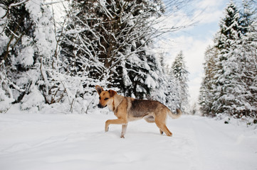 Abandoned dog on winter road of forest.