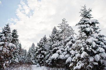 Pine trees covered by snow. Beautiful winter landscapes. Frost nature.