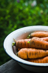 Raw carrots in the bowl. Selective focus.