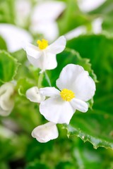 Obraz na płótnie Canvas White Wax Begonia Semperflorens 