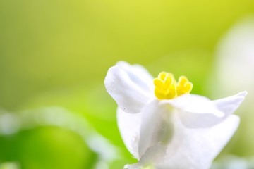 White Wax Begonia Semperflorens 