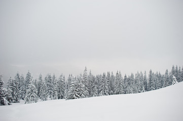 Pine trees covered by snow on mountain Chomiak. Beautiful winter landscapes of Carpathian mountains, Ukraine. Frost nature.