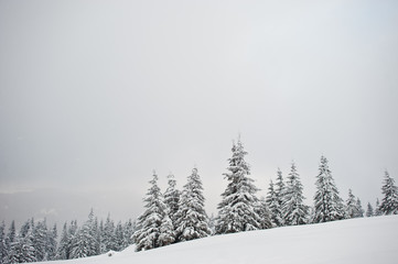 Pine trees covered by snow on mountain Chomiak. Beautiful winter landscapes of Carpathian mountains, Ukraine. Frost nature.