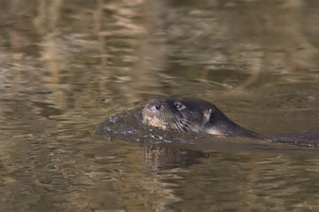 euroasian otter, Lutra lutra, swimming on river lossie, winter, moray, scotland, march.