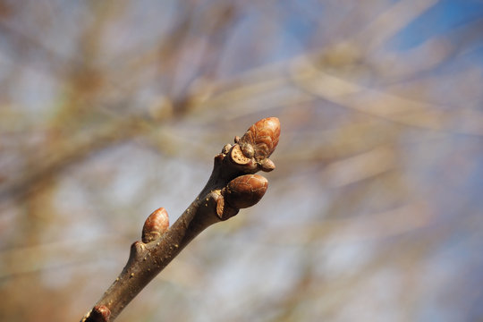 Stieleiche (Quercus robur)