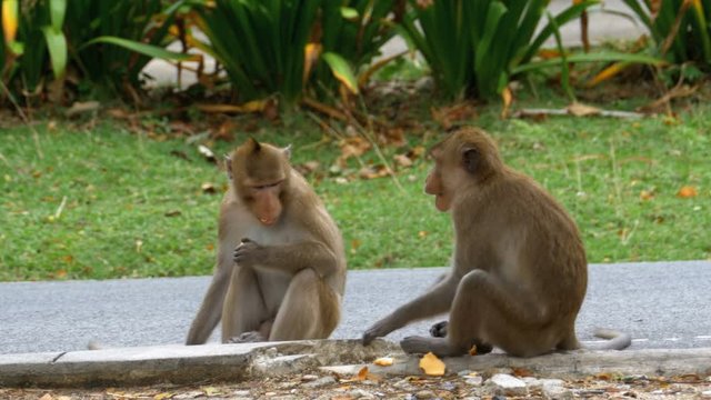 Two monkeys sitting on the ground eating food. Two monkey sit on the cement terrace.