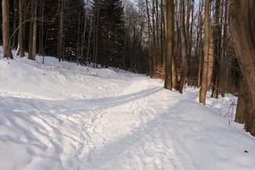 winter in the park