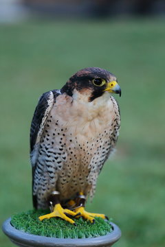 falco lanario biarmicus