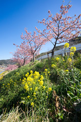 Obraz premium 満開の河津桜