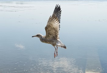 the flight of the Mediterranean gull on the surface of the river, the moment of wings flapping