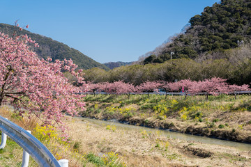 満開の河津桜