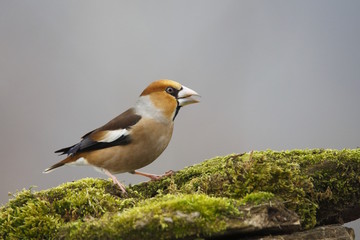 Frosone comune  ((Coccothraustes coccothraustes)