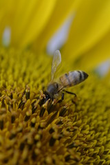 Bee