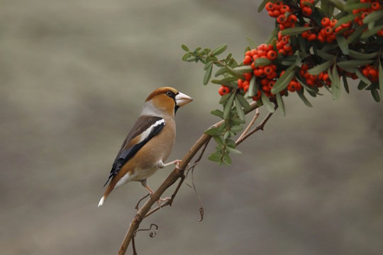 Frosone comune  ((Coccothraustes coccothraustes)