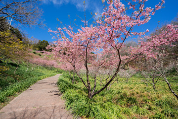Fototapeta premium 満開の河津桜
