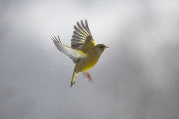 Verdone comune (Chloris chloris) sotto la nevicata