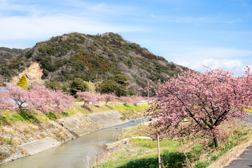 満開の河津桜