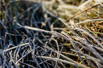 Grass covered with a hoarfrost on autumn