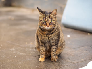 Portrait of a grey striped cat sit on ground and stare at camera, alert expression.