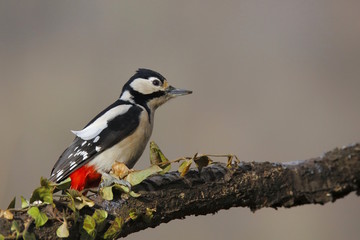 picchio rosso maggiore femmina (Dendrocopos major)