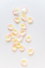 Top view flat lay Yellow and pink tea rose petals on white background. Love, romance, valentines day concept. Text space