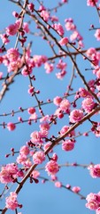 早春の梅の花、ピンク