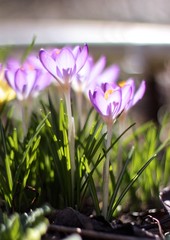 Fototapeta premium crocus