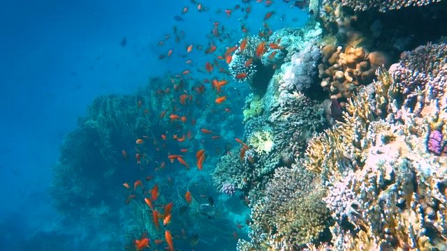 Underwater Colorful Tropical Fishes and Beautiful Corals. Red sea Sharm el Sheikh Egypt