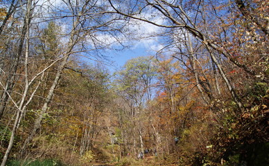Autumn forest in Primorskiy kray. Russia