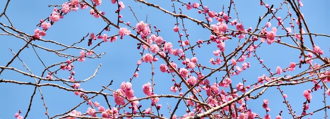 早春の梅の花、ピンク